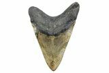 Fossil Megalodon Tooth - North Carolina #378060-2